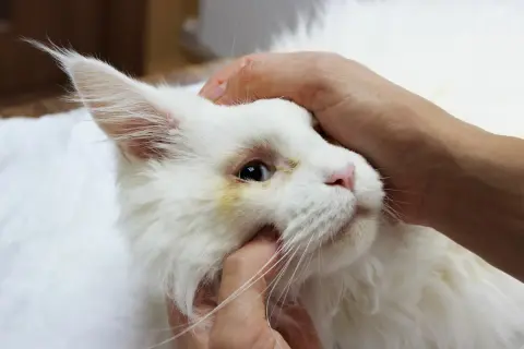Biały kot z zaczerwienionym, zażółconym okiem, objawem zapalenia spojówek. Dłoń delikatnie głaszcze jego głowę.