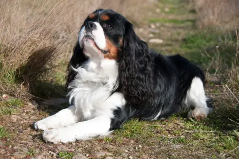 Cavalier King Charles Spaniel: Sierść czy włosy? Prawda dla alergika