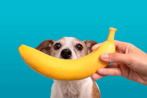Czy pies może jeść banana? Słodki przysmak w zasięgu psiego nosa.