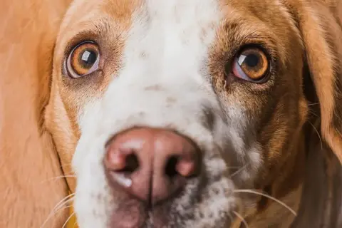 Zbliżenie na pysk psa rasy beagle. Widać jego brązowe oczy, które wydają się lekko zaczerwienione, oraz różowy nos.