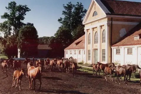 Stadnina Koni Kozienice: Odkryj Stuletnią Tradycję i Pełną Ofertę