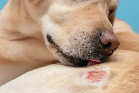 Labrador liże zaczerwienioną, podrażnioną skórę, co może wskazywać na choroby skóry u psa.