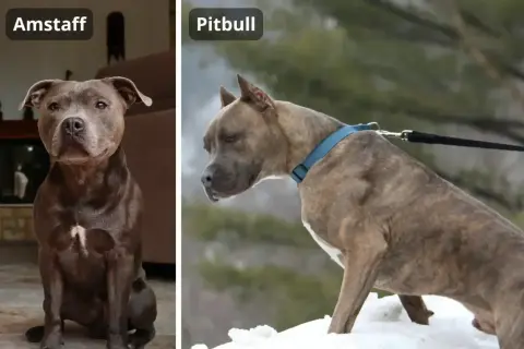 Amstaff siedzi w domu, a pitbull stoi na śniegu. Oba psy mają silną budowę.