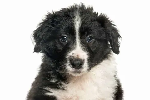 Wymiana sierści u border collie: kiedy i jak dbać o szatę?