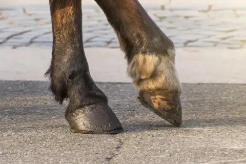 Dwa kopyta konia na asfalcie. Jedno ciemne, z widocznymi śladami użytkowania, drugie jaśniejsze, z sierścią.