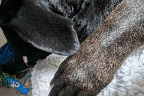 Zmiana koloru sierści u szczeniaka: Naturalne czy problem?