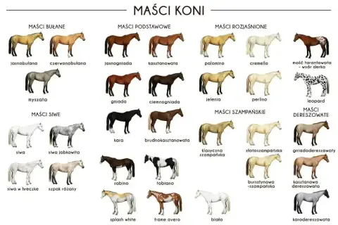 Gniady koń, obok kasztanowatego i ciemnogniadego, to jeden z podstawowych kolorów sierści koni.