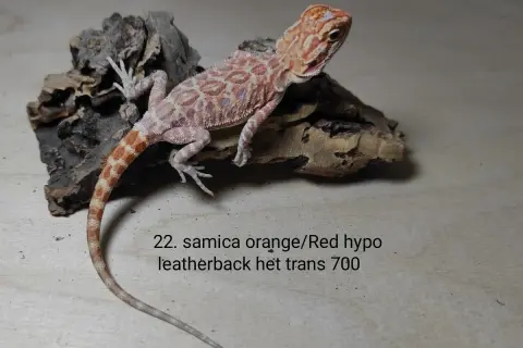 Urocza agama brodata, samica orange/red hypo leatherback, het trans. Sprawdź atrakcyjną agama brodata cenę!