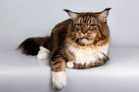 Majestatyczny kot rasy Maine Coon, z długą, brązowo-rudą sierścią i białymi łapkami, leży spokojnie. Jego zielone oczy patrzą wprost.