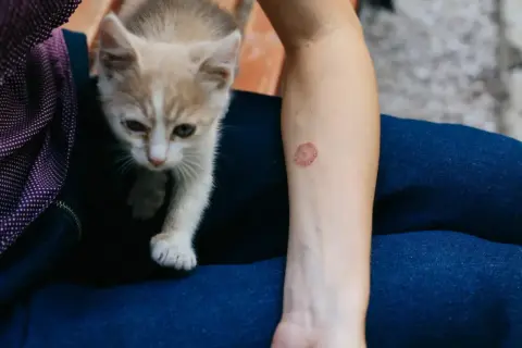 Mały kotek obok ludzkiego ramienia z okrągłą, zaczerwienioną zmianą skórną, która może wskazywać na grzybicę u kota.