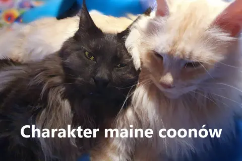 Dwa koty rasy Maine Coon, jeden czarny, drugi jasny, przytulają się do siebie.