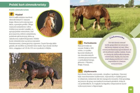 Jaki to koń? Atlas dla dzieci i inne: Wybierz idealną książkę!