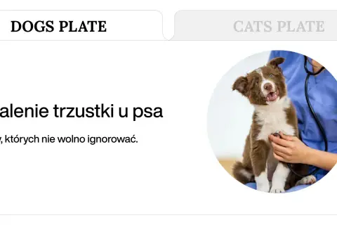 Weterynarz osłuchuje stetoskopem brązowo-białego szczeniaka.