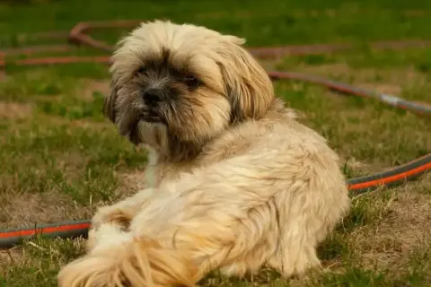 Shih tzu: włosy czy sierść? Co to znaczy dla alergika i pielęgnacji?