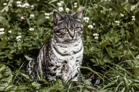 Szary pręgowany kot siedzi w zielonej trawie z białymi kwiatkami.