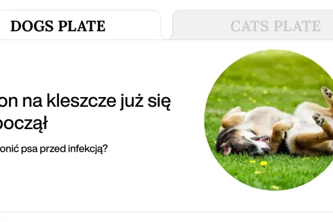 Szczęśliwy pies na trawie, który pokazuje, czego nie lubią kleszcze. Sezon na kleszcze już się rozpoczął, jak chronić psa przed infekcją?