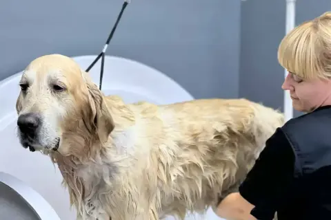 Złoty retriever w wannie, mokry, z widocznym podszerstkiem, podczas kąpieli przez groomera.