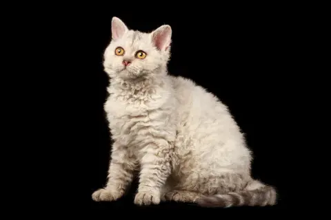 Siedzący kot rasy Devon Rex z kręconą, jasną sierścią i żółtymi oczami na czarnym tle.