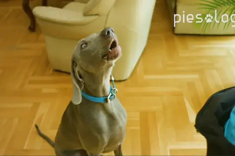 Szary pies w niebieskiej obroży szczeka, patrząc w górę.