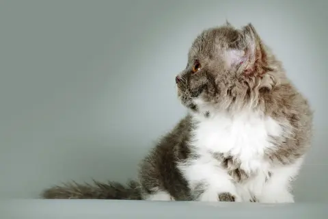 Szare i białe kocię rasy Selkirk Rex z kręconą sierścią siedzi na jasnym tle.