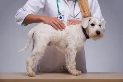 Weterynarz bada białego psa. Rozważana jest kastracja chemiczna psa jako alternatywa dla tradycyjnej metody.