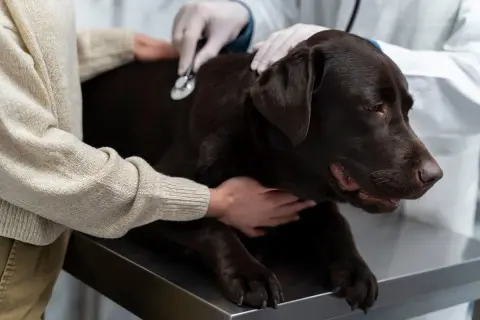 Weterynarz bada brązowego labradora. Właściciel uspokaja psa, gdy weterynarz sprawdza jego stan. Nie ma tu informacji, jak wywołać wymioty u psa.