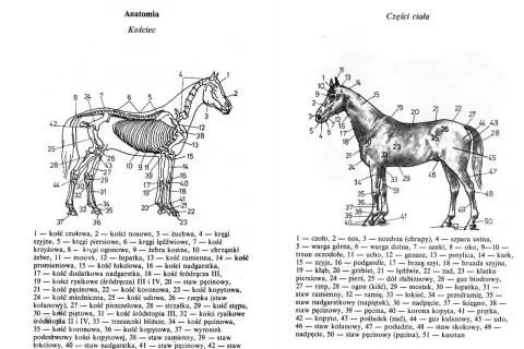 Ilustracja pokazuje szkielet konia z numerowanymi częściami. Ile kolan ma koń? Dwa, jak widać na schemacie.