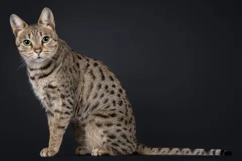 Duży kot rasy Savannah o cętkowanym futrze i zielonych oczach siedzi na ciemnym tle.