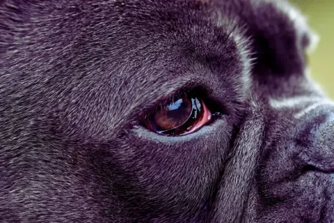 Zbliżenie na oko psa rasy Cane Corso. Widoczna jest błona migawkowa, czyli trzecia powieka, która chroni gałkę oczną.