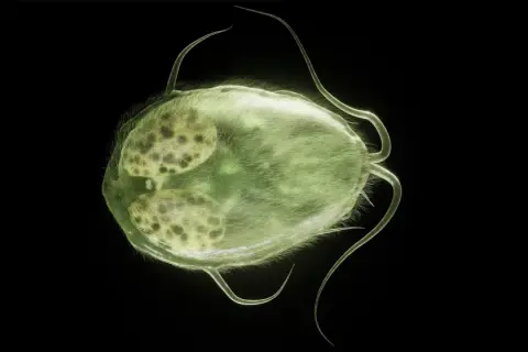 Zielona, owłosiona Giardia u psa, z widocznymi jądrami, porusza się za pomocą wici.