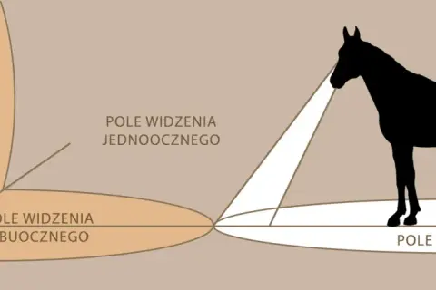 Wzrok konia: Jakie kolory widzi i dlaczego to ważne dla Ciebie?