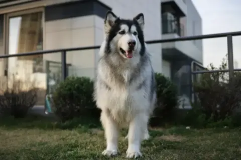 Piękny Alaskan Malamute, jeden z ras psów dużych, stoi na trawniku przed nowoczesnym budynkiem.
