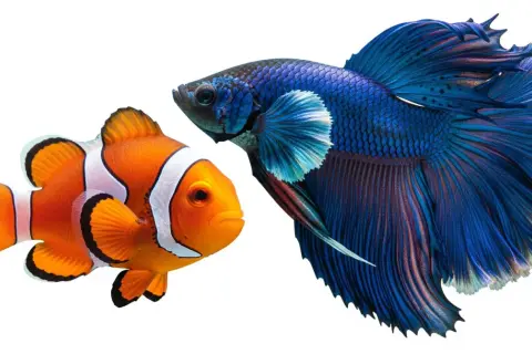 Pomarańczowa ryba nemo i błękitny bojownik z bujną płetwą, jakby tańczyły razem.