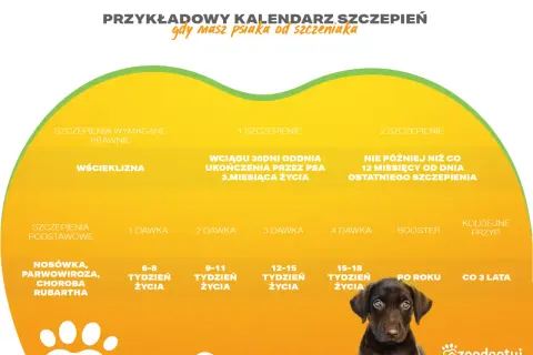 Kalendarz szczepień szczeniaka: podstawowe, wścieklizna, nosówka, parwowiroza. Terminy dawek i przypomnień.