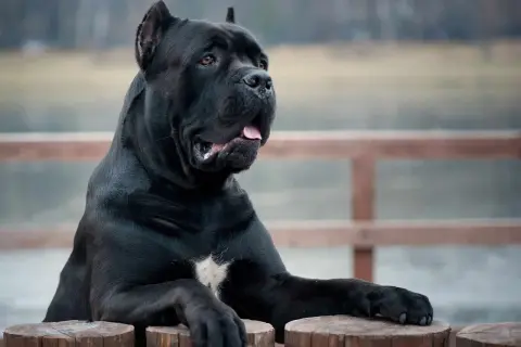 Potężny, czarny pies rasy cane corso, największy przedstawiciel tej rasy, opiera się o drewniane pnie.