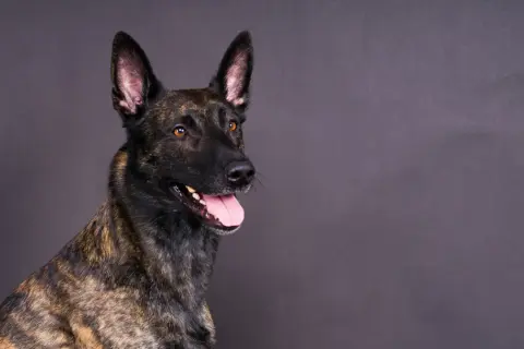 Portret psa rasy malinois z pręgowanym umaszczeniem, z otwartym pyskiem i wystawionym językiem.