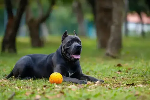Potężny pies rasy cane corso leży na trawie obok pomarańczowej piłki. Jego waga jest imponująca, świadczy o sile i zdrowiu.