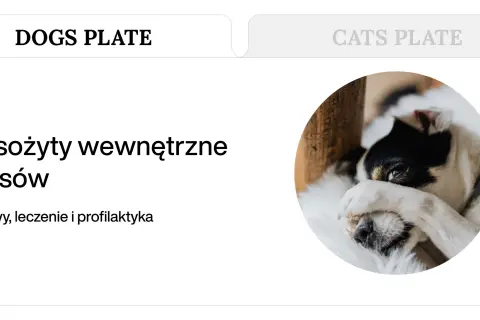 Czarno-biały piesek z łapką na oku, leżący na białym futerku.