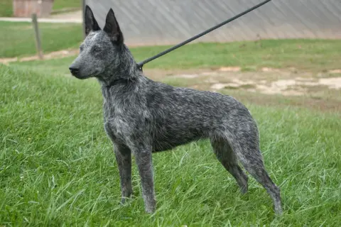 Australian Cattle Dog na smyczy stoi na trawie.