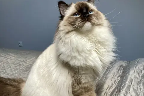 Ragdoll z niebieskimi oczami siedzi na łóżku, patrząc w górę.