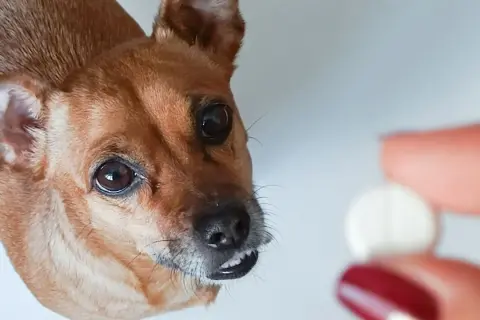 Mały piesek patrzy na tabletkę. Czy to paracetamol dla psa?