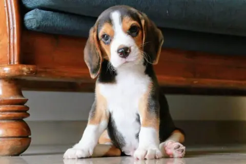 Beagle gubią sierść? Opanuj linienie i miej czysty dom!