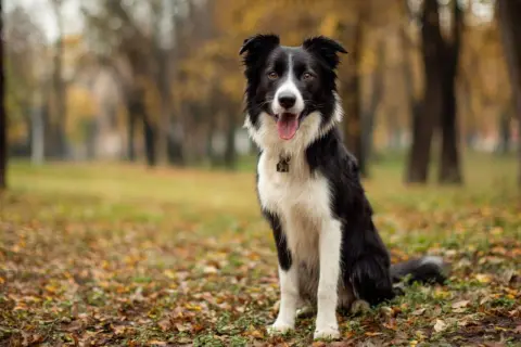 Piękny owczarek border collie siedzi w jesiennym parku, otoczony opadłymi liśćmi.