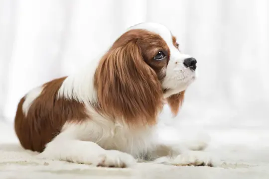 Uroczy piesek rasy Cavalier King Charles Spaniel, idealny pies dla dzieci, leży na jasnym tle, zapatrzony w dal.