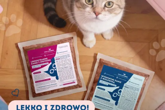 Kot patrzy na opakowania karmy Koci Catering. Dowiedz się, ile powinien jeść kot, wybierając lekkostrawne dania z indykiem lub wołowiną.