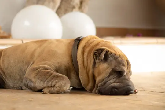 Śpiący pies rasy Shar Pei, idealny jako małe psy rasy do mieszkania, z charakterystycznymi fałdami na pyszczku.