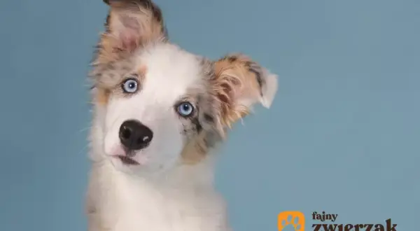 Uroczy szczeniak border collie z niebieskimi oczami i pięknym, marmurkowym umaszczeniem, przechyla głowę z zaciekawieniem.