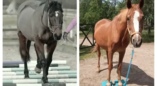 Szarobrunatny koń na drągach, z widoczną ręką prowadzącą, pokazuje nieprawidłowy kłus konia. Obok kasztanowaty koń na podkładkach.