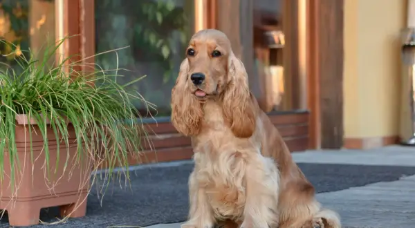 Cocker spaniel: włosy czy sierść? Prawda i pielęgnacja!