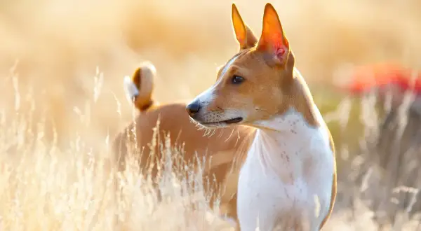 Basenji w złotym świetle, stojący w trawie.